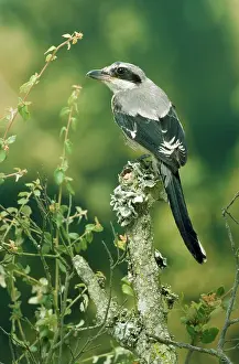 Shrikes: GREAT GREY SHRIKE