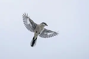 Lanius: Great Grey Shrike
