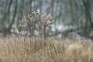 Lanius: Great Grey Shrike