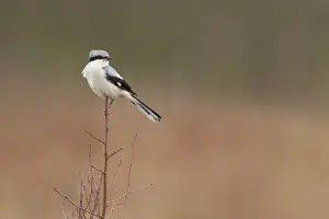 Lanius: Great Grey Shrike