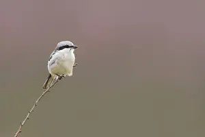 Lanius: Great Grey Shrike