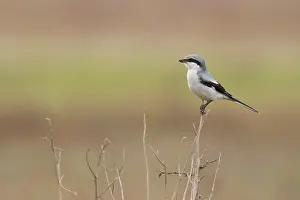 Lanius: Great Grey Shrike