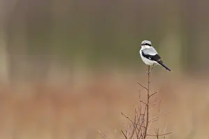 Lanius: Great Grey Shrike