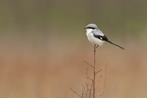 Lanius: Great Grey Shrike