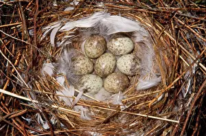 Shrikes: Great Grey Shrike - eggs in nest