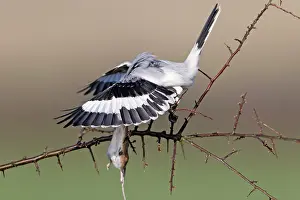 Excubitor: Great Grey Shrike - feeding on impaled mouse on thorn branch
