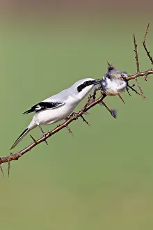 Excubitor: Great Grey Shrike - feeding on impaled robin