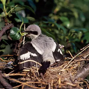 Zdenek Tunka: Great Grey Shrike - fledgling wing flapping