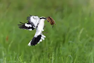 Excubitor: Great Grey Shrike - in flight with captured mouse