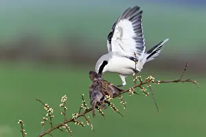 Excubitor: Great Grey Shrike - with impaled House Sparrow