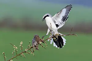 Excubitor: Great Grey Shrike - with impaled House Sparrow