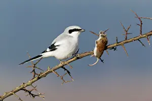 Excubitor: Great Grey Shrike - with impaled mouse on thorn branch