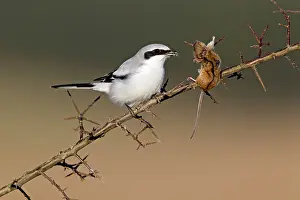 Excubitor: Great Grey Shrike - with impaled mouse on thorn branch