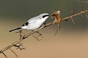 Excubitor: Great Grey Shrike - with impaled mouse on thorn branch