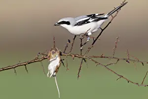 Excubitor: Great Grey Shrike - with impaled mouse on thorn branch