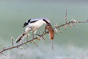 Excubitor: Great Grey Shrike - with impaled Mouse on thorn branch