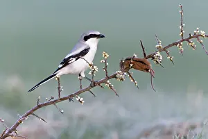 Excubitor: Great Grey Shrike - with impaled Mouse on thorn branch