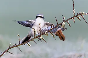Excubitor: Great Grey Shrike - with impaled Mouse on thorn branch