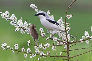 Excubitor: Great Grey Shrike - with impaled Mouse on Thorn branch