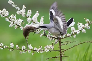 Excubitor: Great Grey Shrike - with impaled Mouse on Thorn branch