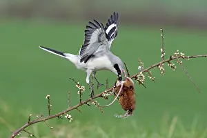 Excubitor: Great Grey Shrike - with impaled Mouse on Thorn branch