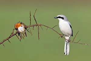 Excubitor: Great Grey Shrike - with impaled robin on thorn branch