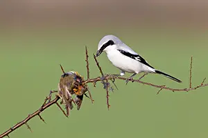 Excubitor: Great Grey Shrike - with impaled robin on thorn branch