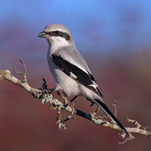 Lanius: Great Grey Shrike (Lanius excubitor), on the branch
