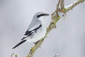 Lanius: Great Grey Shrike (Lanius excubitor) feeding on
