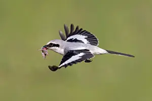 Lanius: Great Grey Shrike (Lanius excubitor) in flight with