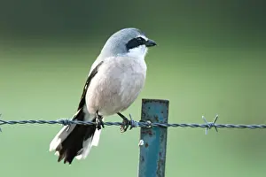 Lanius: Great grey shrike (Lanius excubitor) on a pasture