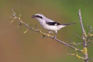 Lanius: Great Grey Shrike (Lanius excubitor) with prey in