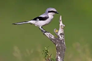 Lanius: Great Grey Shrike (Lanius excubitor), Thuringia