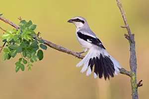 Lanius: Great Grey Shrike (Lanius excubitor), Thuringia