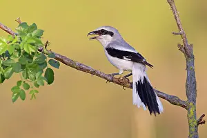 Lanius: Great Grey Shrike (Lanius excubitor), Thuringia