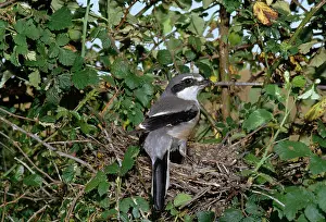 Gillean White: Great Grey Shrike - at nest