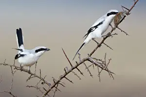 Excubitor: Great Grey Shrike - pair with impaled mouse on thorn branch