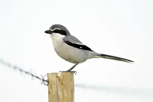 Excubitor: Great Grey Shrike - perched on fence post