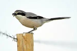Excubitor: Great Grey Shrike - perched on fence post, with food in bill