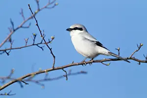Excubitor: Great Grey Shrike - perched on whitethorn bush