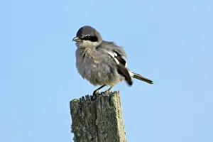 Excubitor: Great Grey Shrike - ruffling its feathers