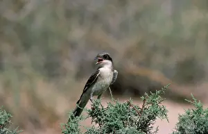 Shrikes: GREAT GREY SHRIKE - singing