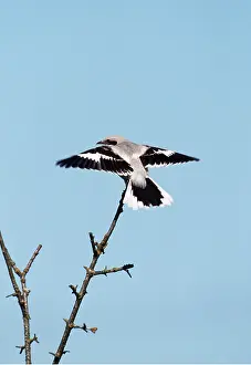 Shrike: GREAT GREY SHRIKE - with wings out