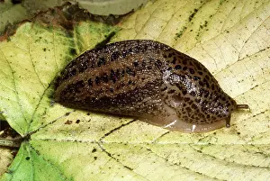 Limax: GREAT GREY SLUG / LEOPARD SLUG - on leaf