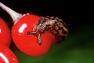 Limax: Great Grey Slug / Leopard Slug - young on berry