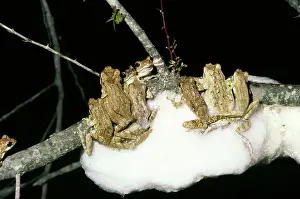Crusts: Great Grey Tree Frog - making foam nests for their
