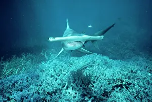 Mokarran: GREAT HAMMERHEAD SHARK
