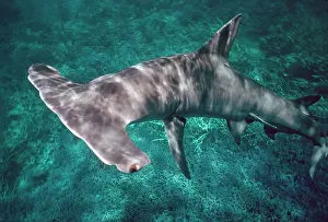 Mokarran: Great Hammerhead SHARK