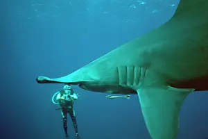 Mokarran: Great Hammerhead SHARK