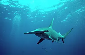 Mokarran: Great Hammerhead SHARK
